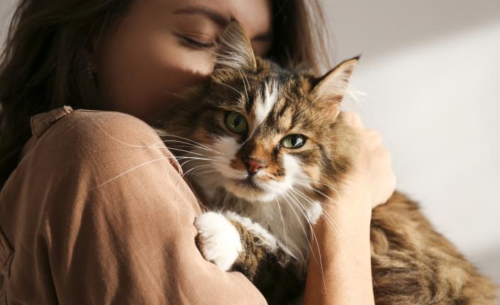 Woman holding a beautiful and fluffy tri colored tabby cat at home