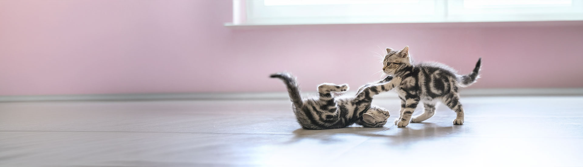 Age Based Rating Cat Banner