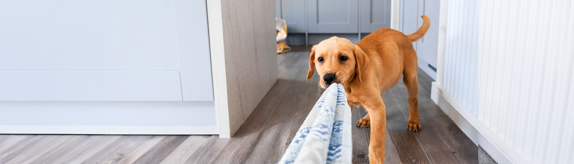 Age Based Rating Dog Banner