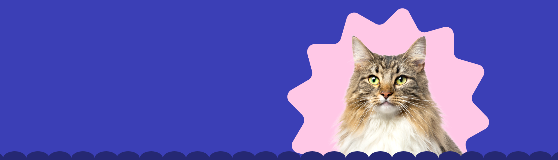 Dont overpay cat banner