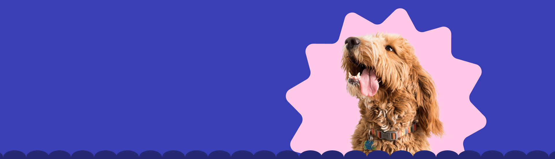 Dont overpay dog banner
