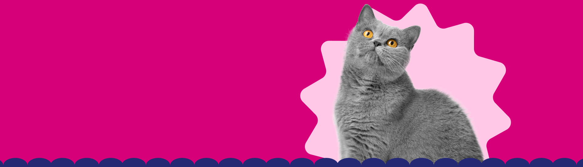Say yes cat banner