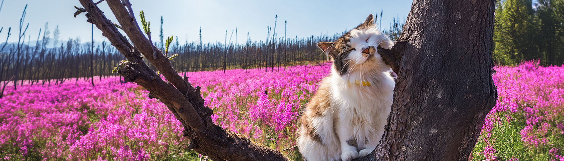 Summer travel cat