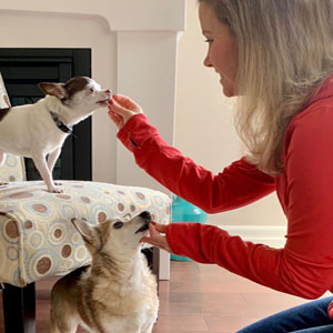 Médecin vétérinaire offrant des gâteries à deux petits chiens