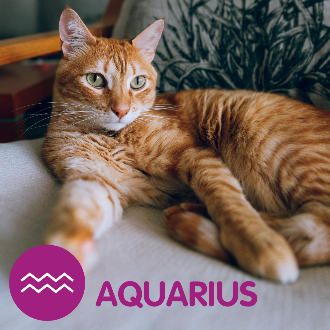 An orange cat sitting on a chair. text reads aquarius