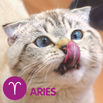 A grey cat licking its nose. reads Aries