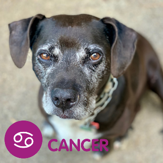 Brown and white senior dog sitting. text reads cancer