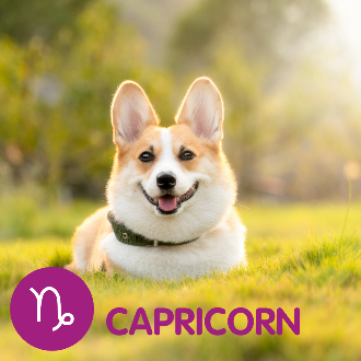 Corgi sitting in a field. Text reads capricorn