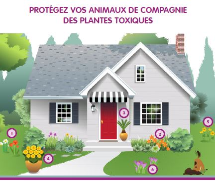 House and garden showing all toxic plants for pets