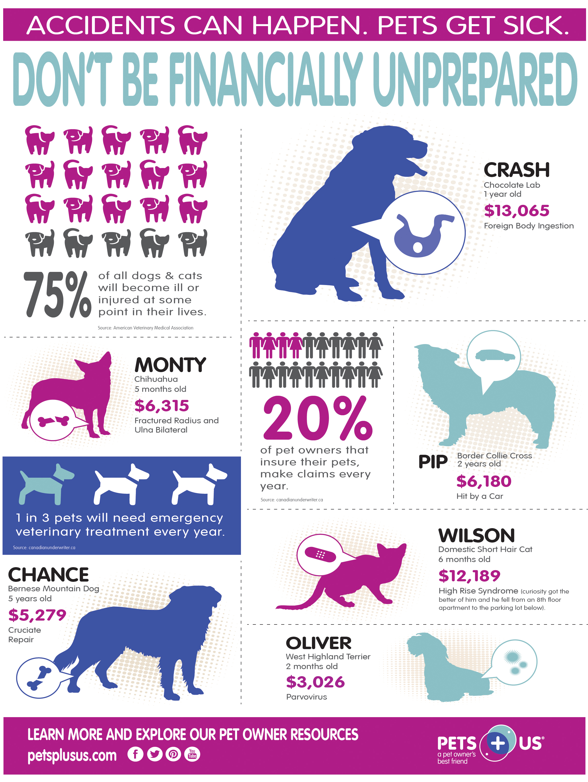 Pet insurance infographic
