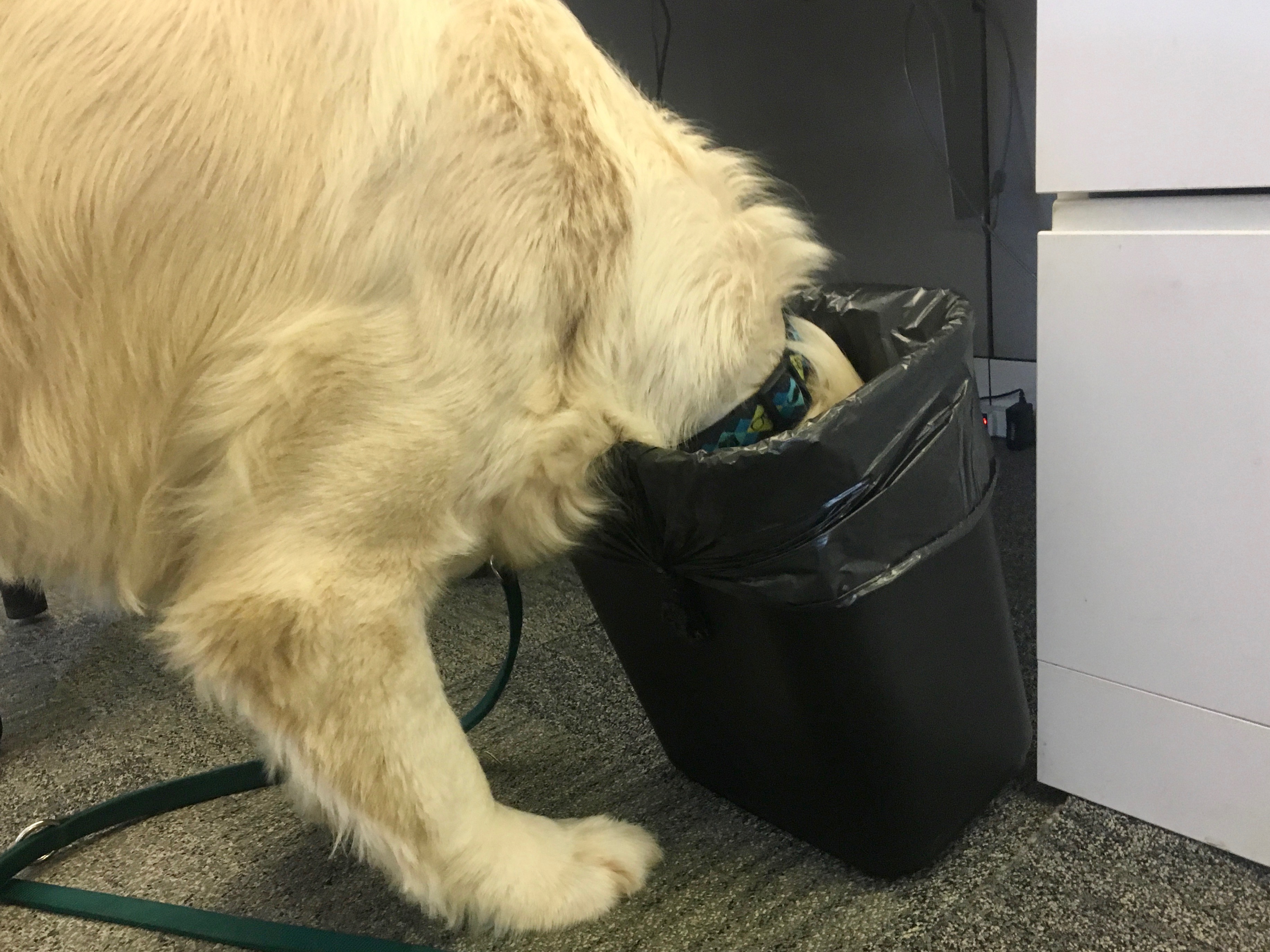 Dog with head in garbage pail