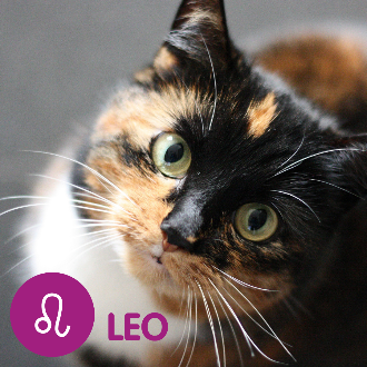 a close up of an orange, black and white cat. Text reads Leo