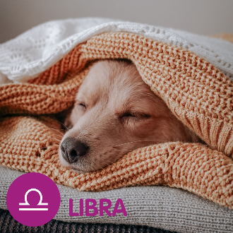 a dog wrapped in blankets sleeping. text reads libra