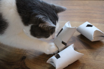 Cat playing with toilet paper roll