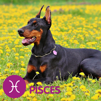 A doberman laying in a field of dandelions. Text reads Piscese