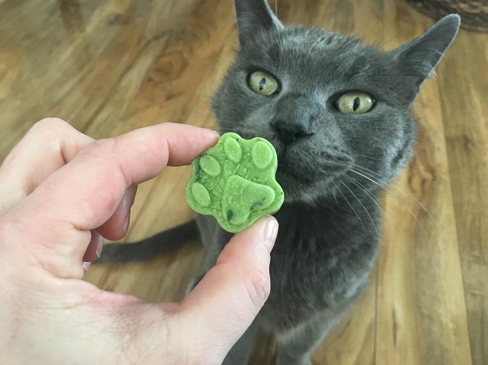 Grey cat sniffing frozen treat in pet parent's hand