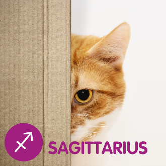 An orange cat peaking out of a box