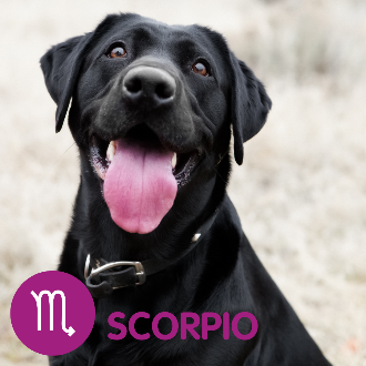 A black lab with its tongue out. Text reads Scorpio