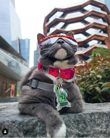 A picture of Sunglass cat wearing sunglasses in New York