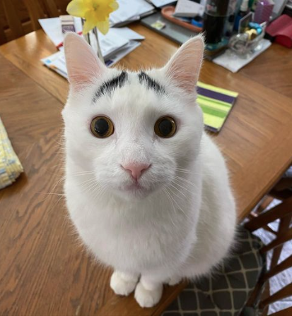 A white cat with black eyebrows 