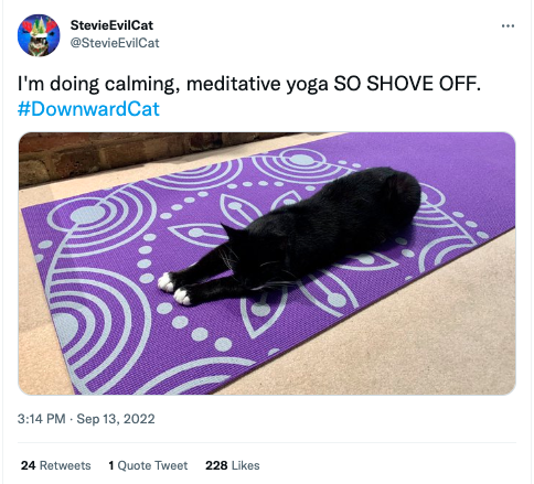 A black cat pictured on a yoga mat. Captions reads: I'm doing calming, meditative yoga SO SHOVE OFF. #DownwardCat