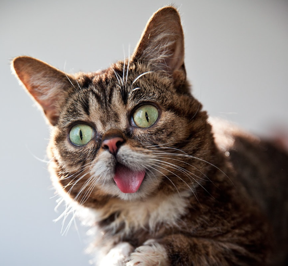 A small brown cat with big green eyes and its tongue sticking out
