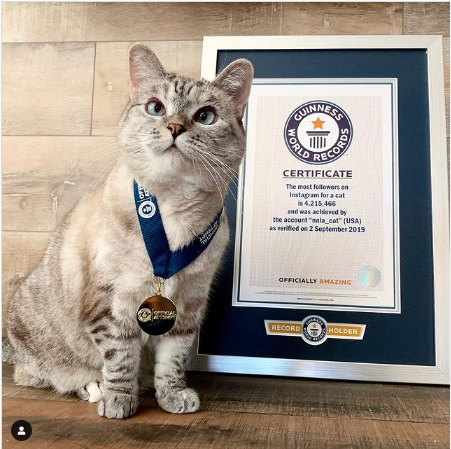 Nala picture with an award for most followers on Instagram for a cat
