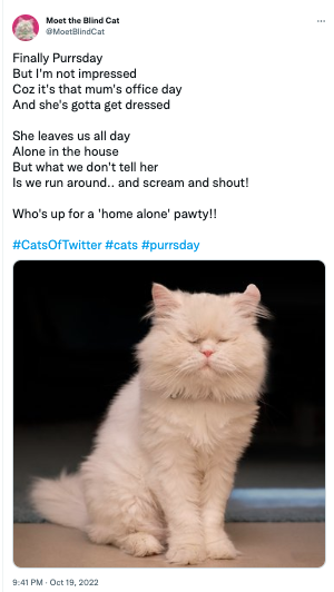 Twitter Post From Moet the Blind Cat