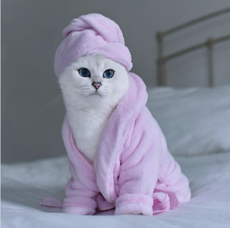 White cat with blue eyes pictured in a pink robe and towel on his head