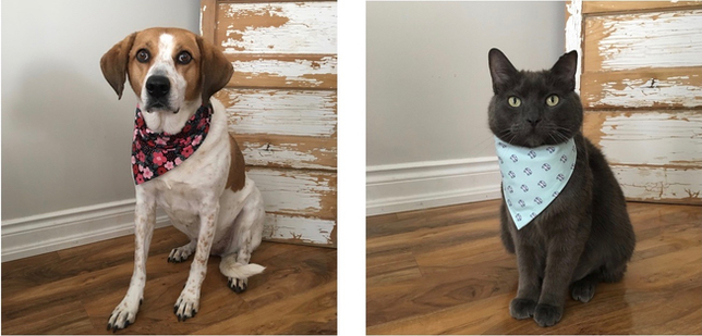 Dog and cat wearing completed DIY