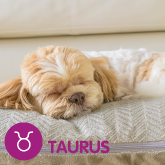 Beige and white shitzu dog sleeping