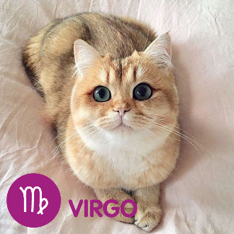 a golden Scottish fold cat with big blue eyes looking up at the camera. Text reads virgo