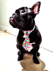 Bow Tie for dogs