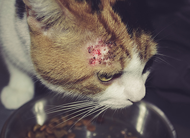Cat leaning into its food bowl with hair loss and red skin above the eye