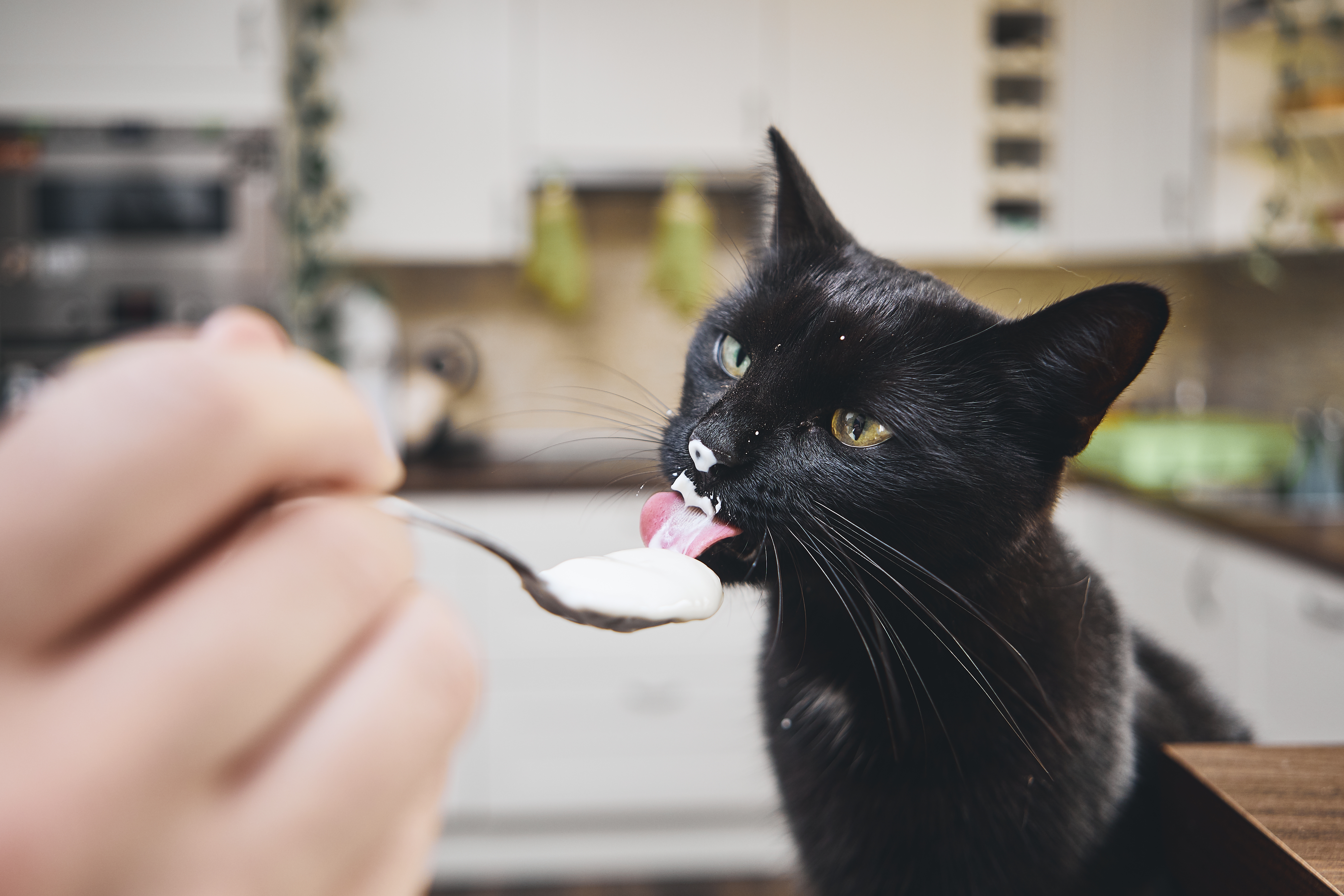 Black cat licking yogurt off of pet owner's spoon
