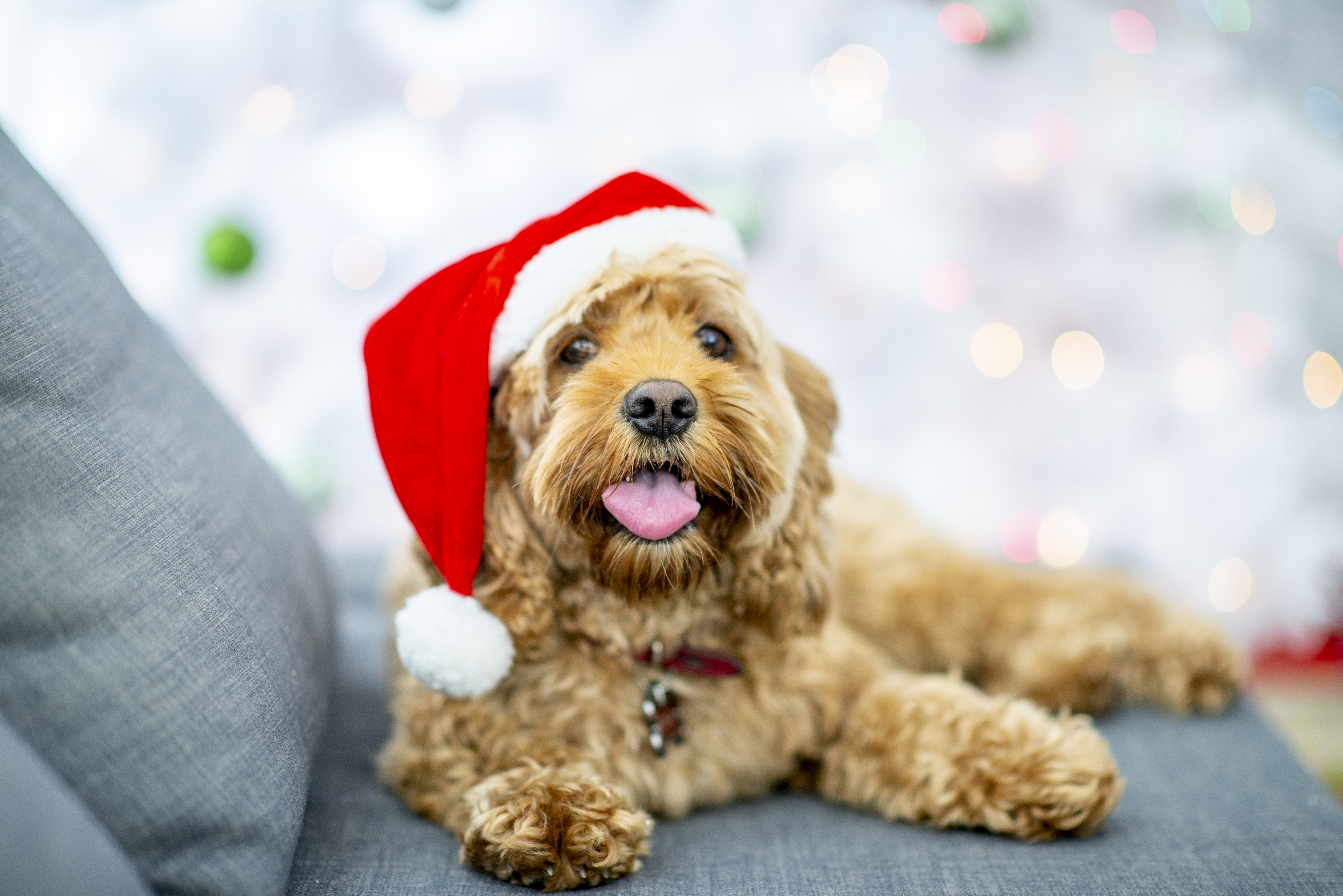 A beautiful golden puppy wears a santa hat while laying on the couch. He looks inquisitive.