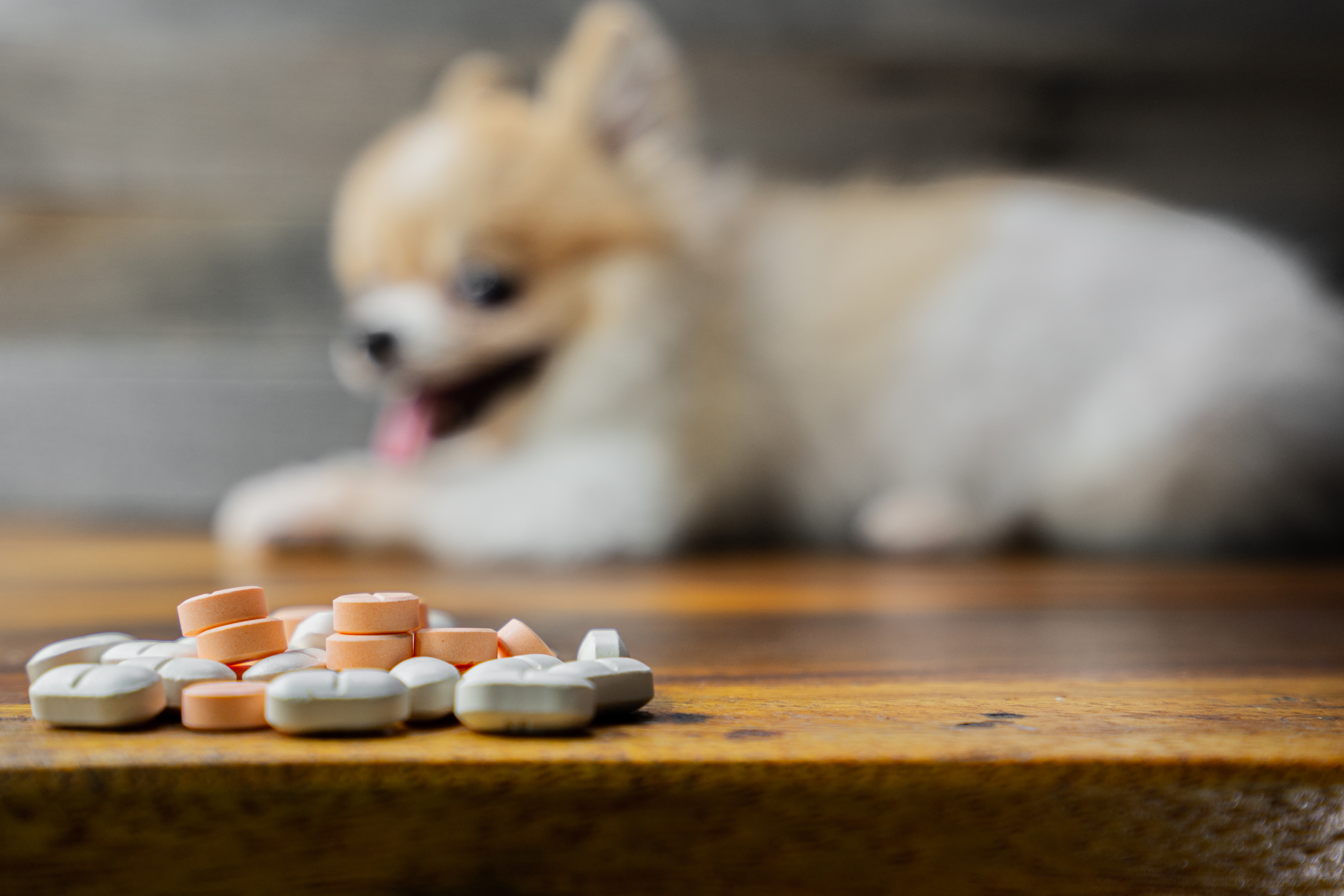 A pile of pill as a pomeranian dog sits in the background