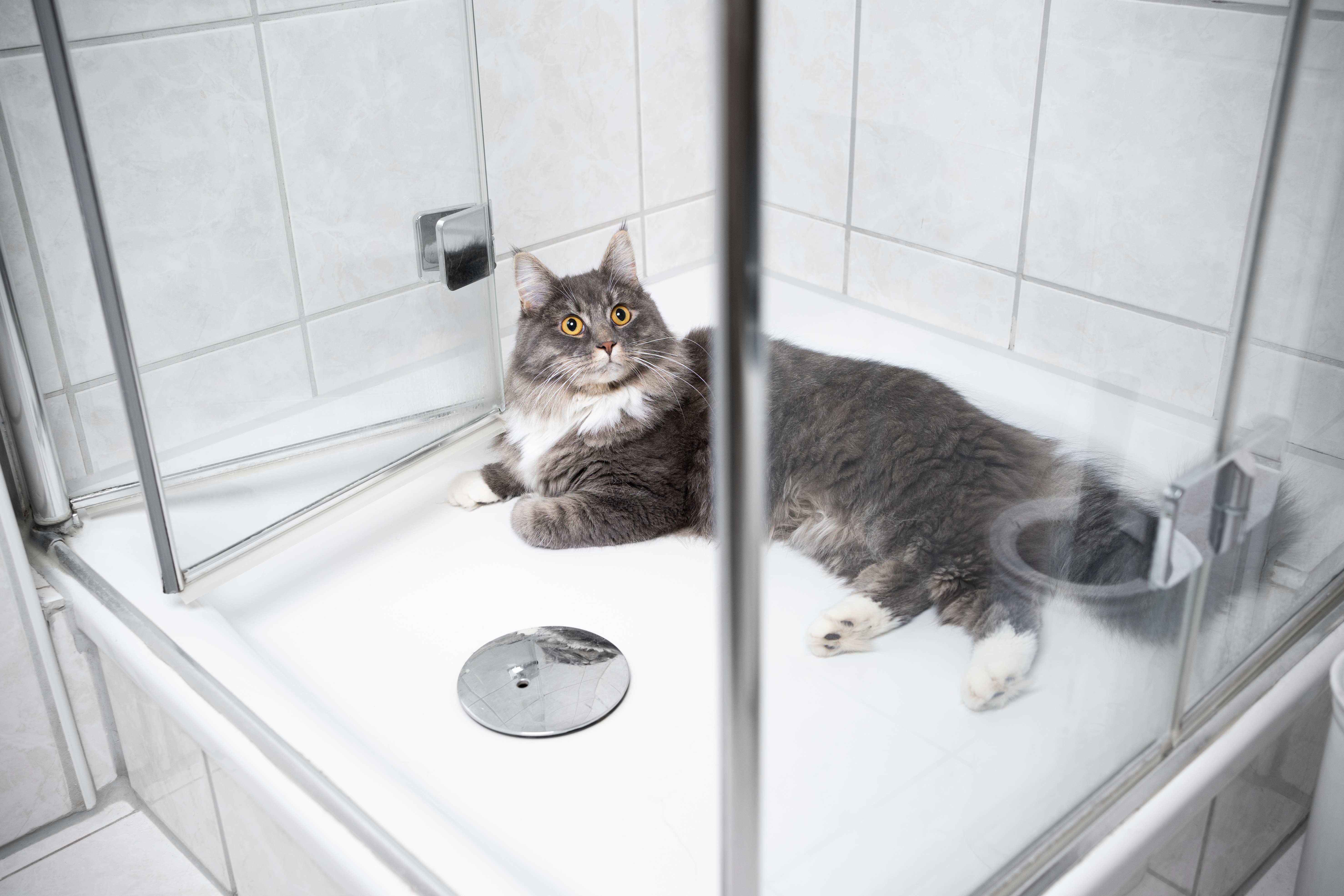 blue tabby white maine coon cat lying in shower in bath room looking curiously