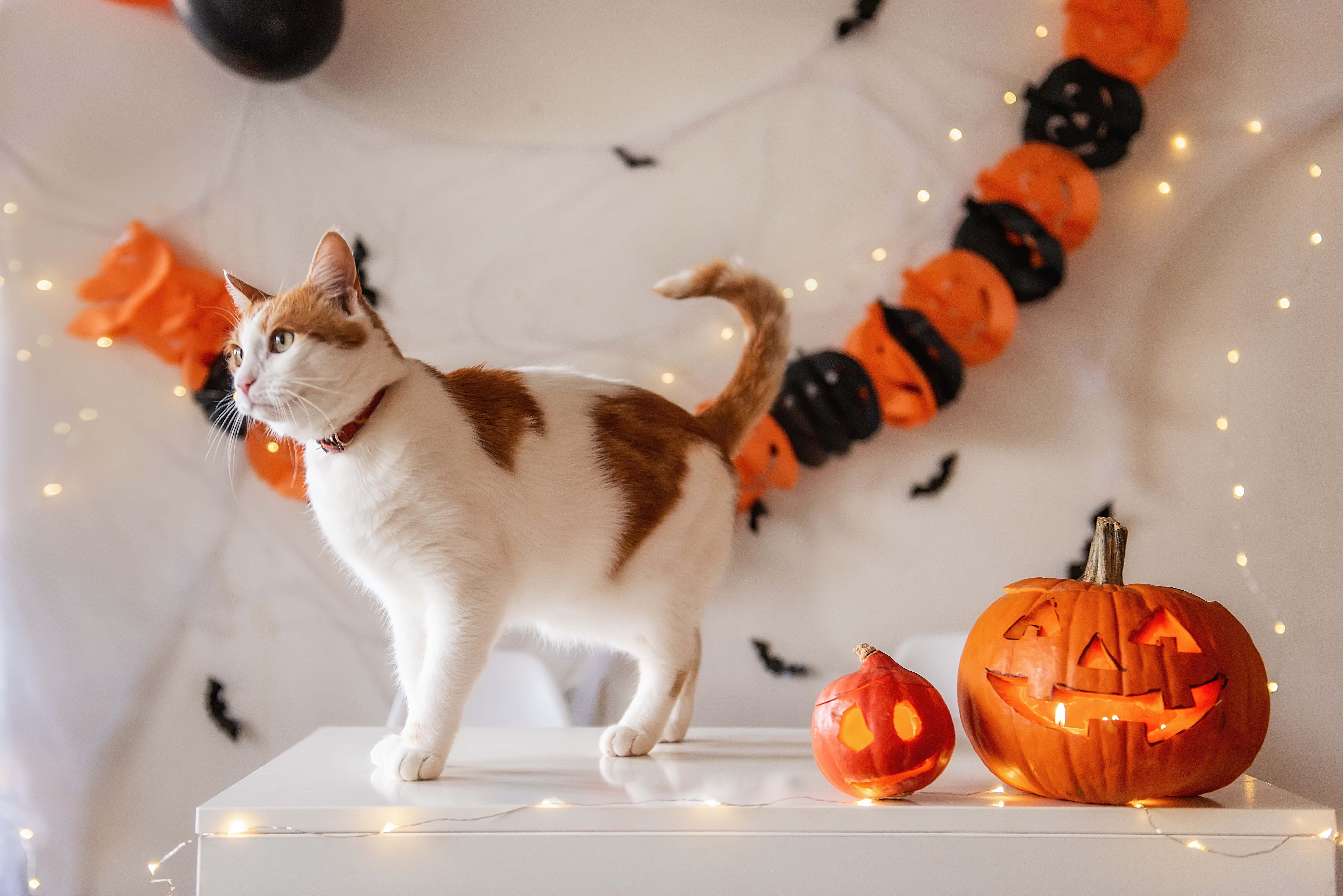 White ginger cat stands on table next to pumpkin lanterns against the backdrop of Halloween decorations. On isolated background hanging orange black garland in spider web with bats. Pet party at home