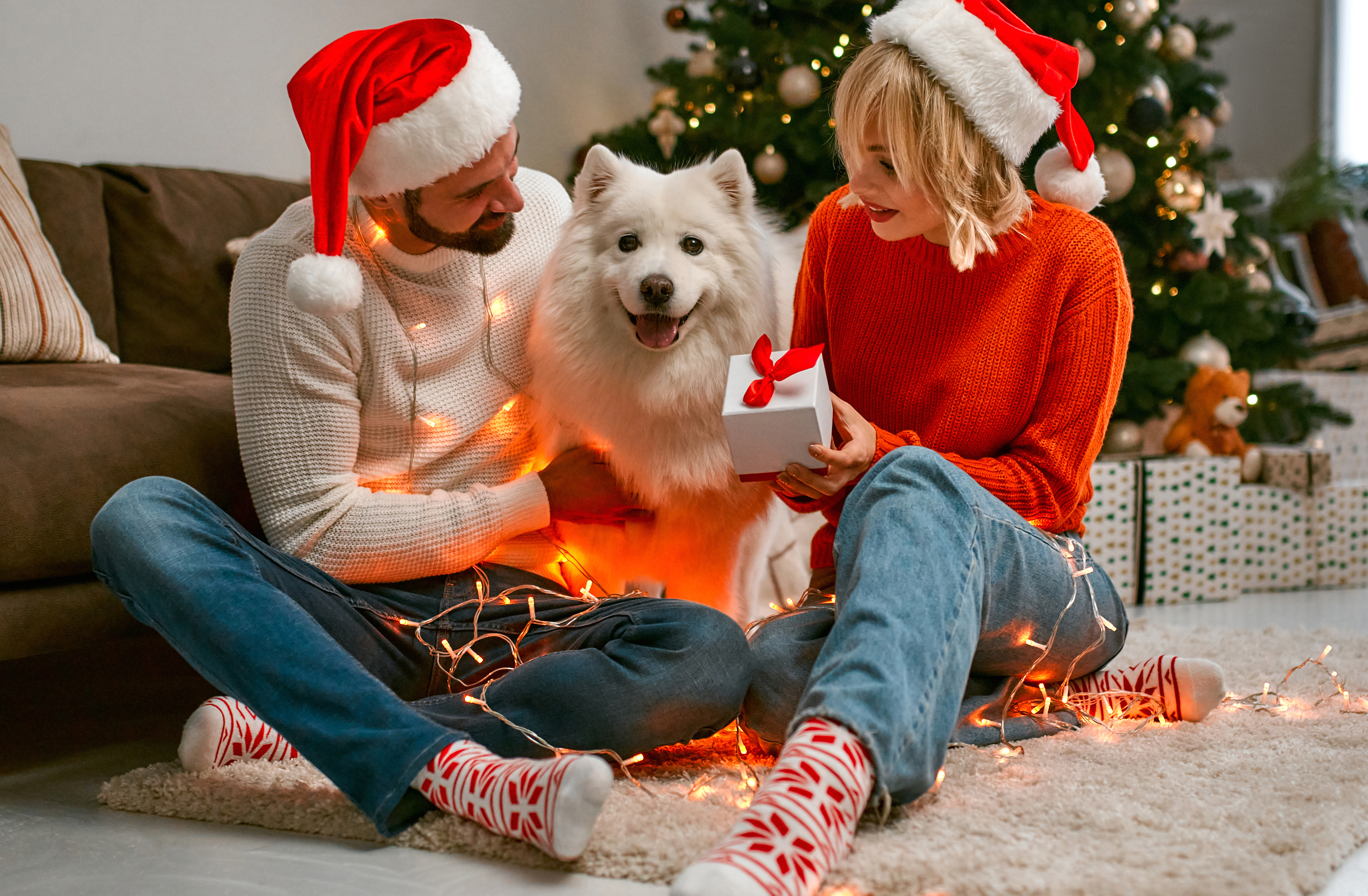 Merry Christmas and Happy New Year! Happy couple with dog is waiting for the New Year together in Santa Claus hats while sitting near beautiful Christmas tree at home.