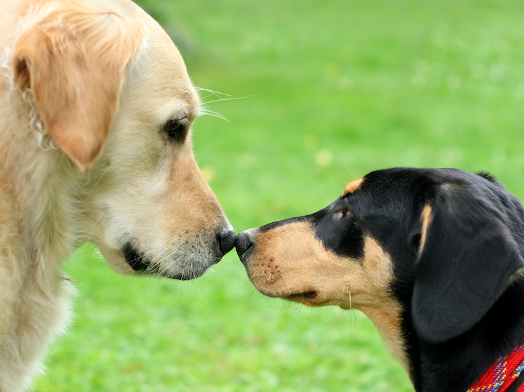 Golden Retriever and puppy sniffing each other, focus on the noses