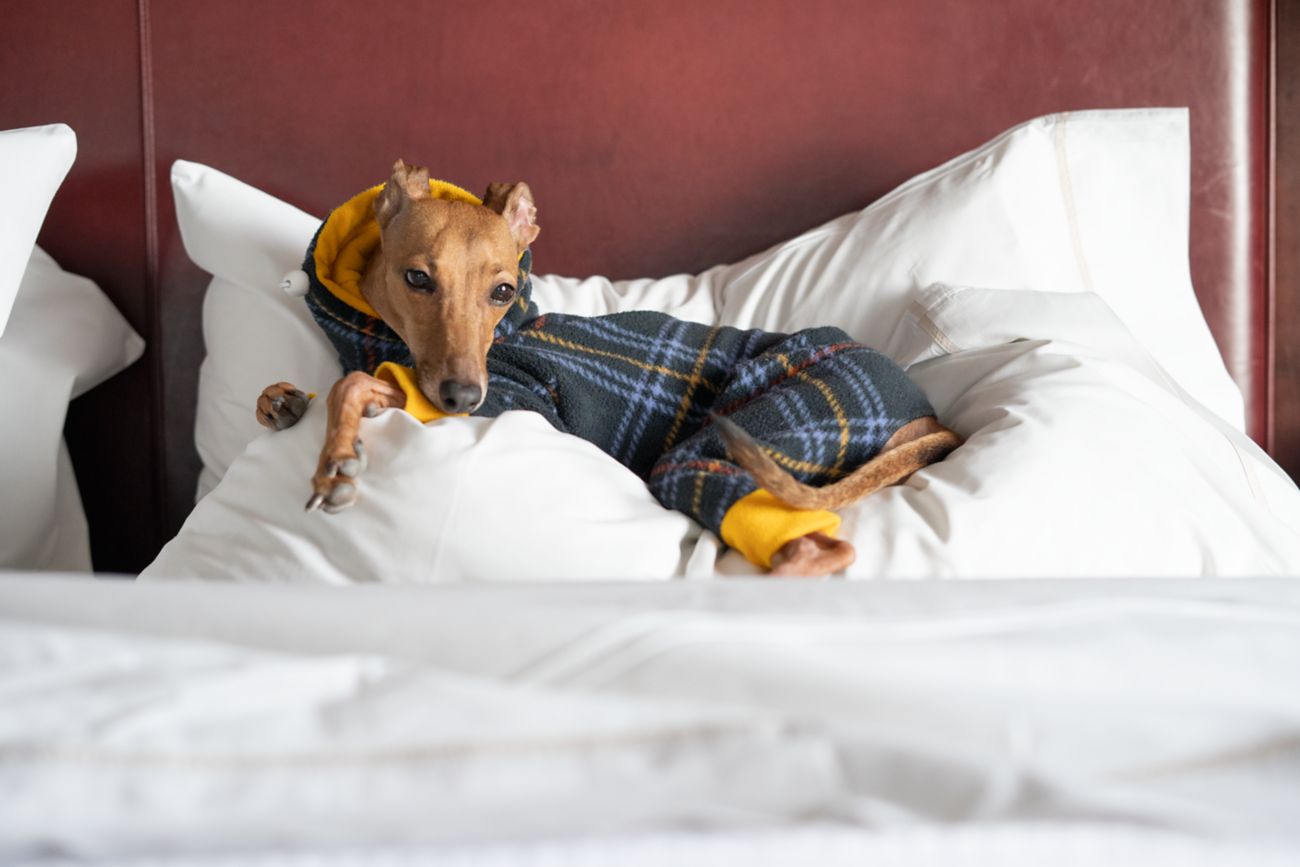 Dog snuggled in hotel bed