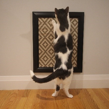 Step 5: Hang your frame & let your cat enjoy image