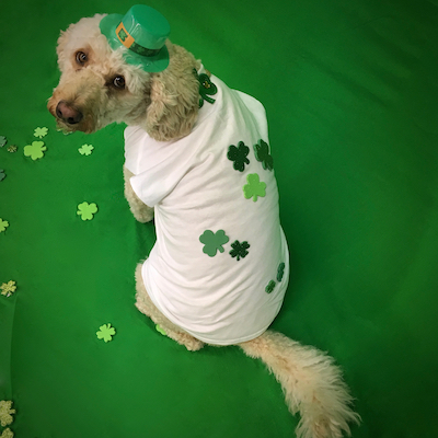 Pet DIY - Finished St. Patrick's Day pet shirt