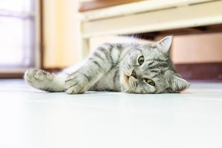 Cute american shorthair cat sleeping rest on the floor in the lazy time.
