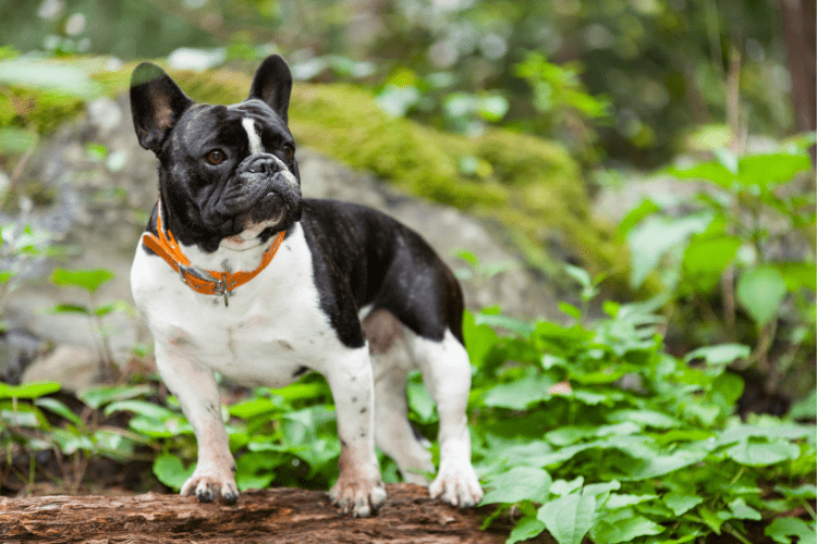 Black and white French bulldog with an orange collar outside in nature