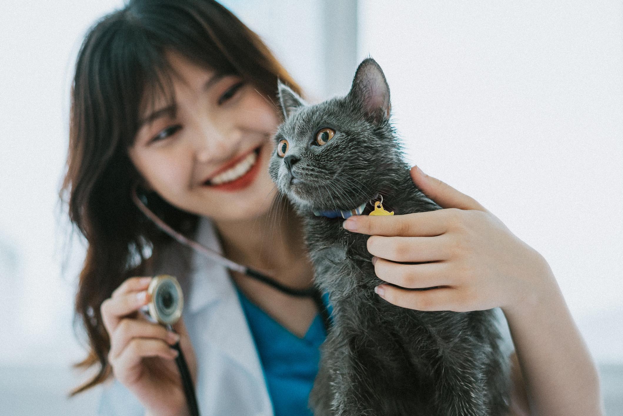 Female veterinarian doing a routine physical exams for the cat