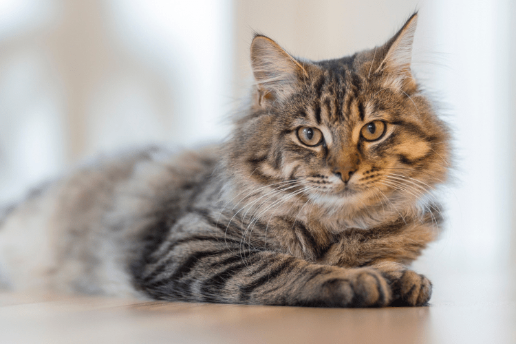 brown medium haired cat on floor