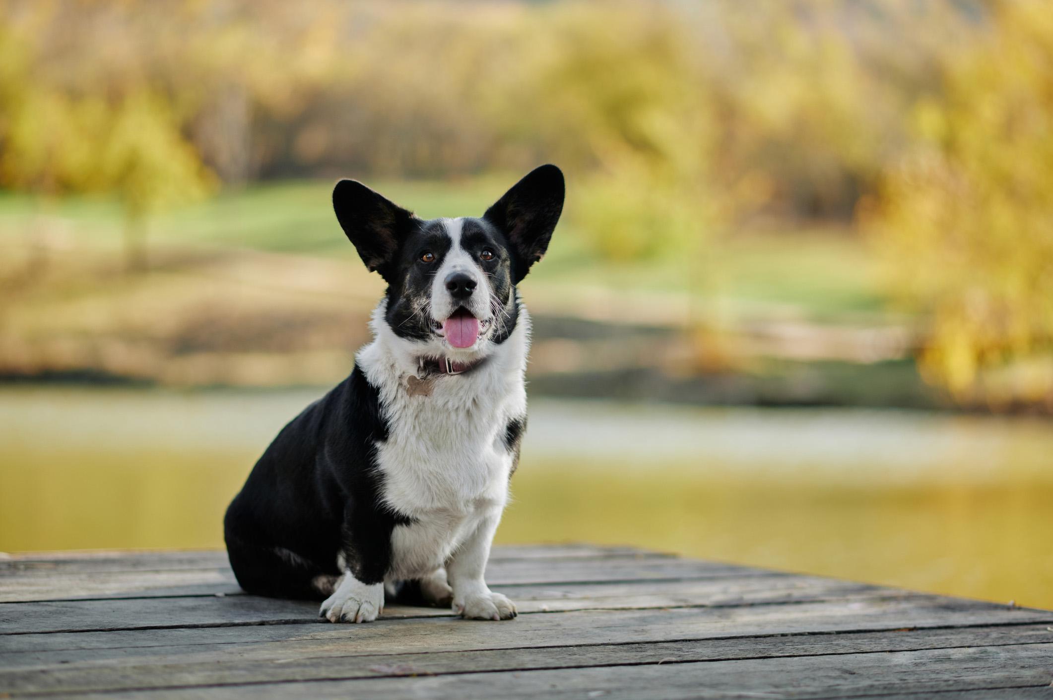 Corgi sitting on a dock with an autumn nature view