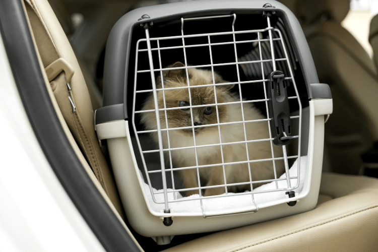 cat in cat carrier in car